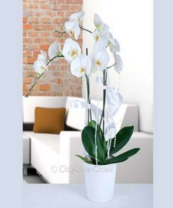 2 Dal Beyaz Orkide 